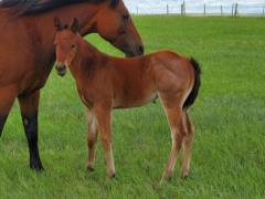 Rhubarb Bartender JW <BR> AQHA PENDING